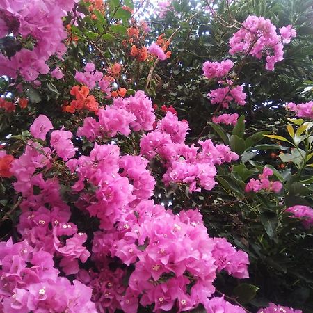 Mar De Flores فيغا دي سان ماتيو المظهر الخارجي الصورة
