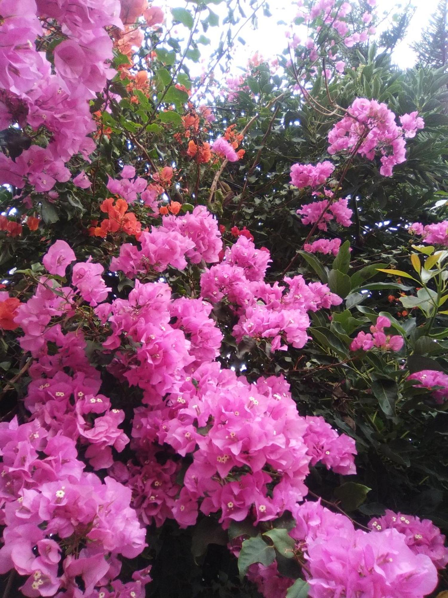 Mar De Flores فيغا دي سان ماتيو المظهر الخارجي الصورة