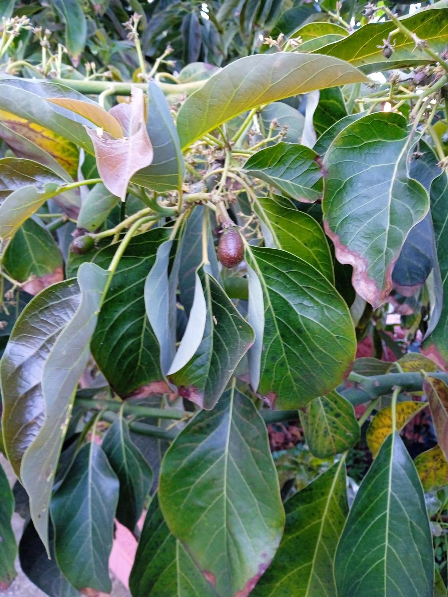 Mar De Flores فيغا دي سان ماتيو المظهر الخارجي الصورة